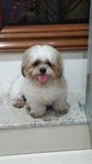 Found A Shih Tsu @sri Petaling - Shih Tzu Dog