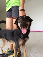 Jacey - Mixed Breed Dog