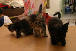 All the 3 kittens (all females) - posing for photos