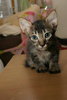 Kitten #2 (female)