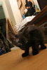 Kitten #3 (female) - sorry for the blurred photo.