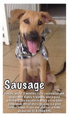 Sausage is still waiting for her forever home.