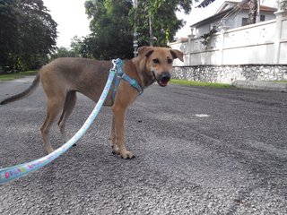 Sausage on a walk.