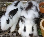 Rabbit Lelong - Hotot + Dutch Rabbit