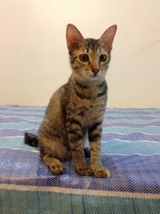 PF59426 - Domestic Short Hair Cat