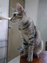 PF59426 - Domestic Short Hair Cat