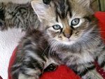 Kuyu - Semi Persian + Siberian - Persian + Siberian Cat