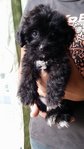 beige black male