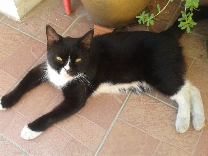 Domestic Medium Hair + Tuxedo Cat Adopted - 10 Years 7 Months, Nosey ...