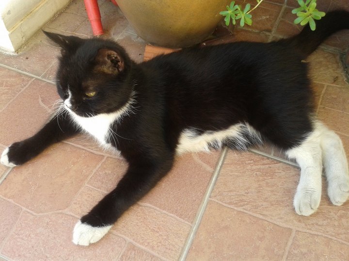Domestic Medium Hair + Tuxedo Cat Adopted - 10 Years 7 Months, Nosey ...