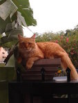 Mr Tibbs - Maine Coon + Domestic Medium Hair Cat