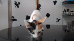 Female Calico Kitten - Domestic Short Hair Cat
