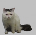 Nichkhun - Persian Cat