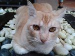 Orange - Domestic Short Hair Cat