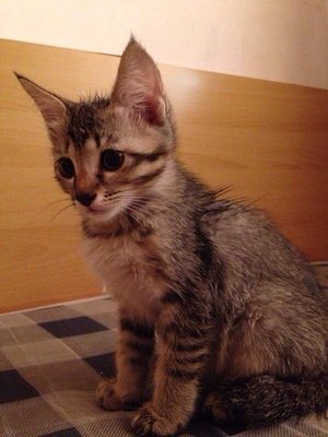 Boboy & Luna - Domestic Medium Hair Cat