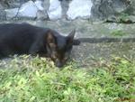 Midnight Blue Ice Green Eyes - Domestic Short Hair Cat
