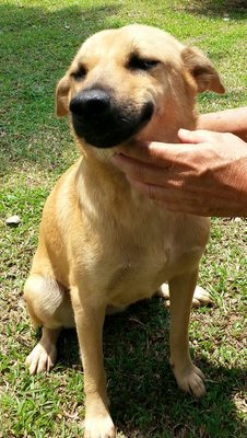 Mandi Adopted - Mixed Breed Dog