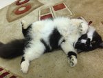 Luna_meow - Persian Cat