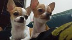 Chihuahua For Sale - Chihuahua Dog