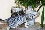 Bonggo Lloyd Rothschild - Bengal + American Shorthair Cat