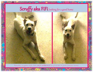 Scruffy Aka Fifi - Terrier + Jack Russell Terrier Dog