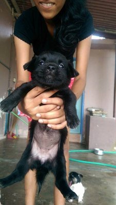 Puppy - Mixed Breed Dog