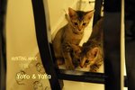 Yoyo &amp; Yaya - Domestic Short Hair Cat