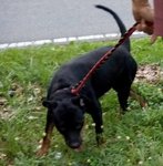 Ipoh - Brandy (Soft Character) - Rottweiler Dog