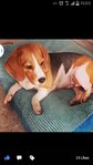 Pepper - Beagle Dog