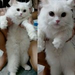 Seri - Persian Cat