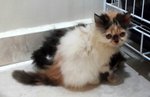 Cheri - Persian Cat