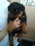 Imported Rottweiler Puppies - Rottweiler Dog