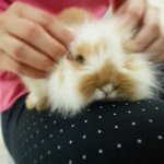 Chi  - English Lop + Angora Rabbit Rabbit