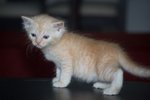 Guess - Siamese + Turkish Angora Cat