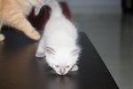 Armani - Siamese + Persian Cat