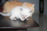 Armani - Siamese + Persian Cat