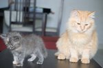 Halle - Siamese + Turkish Angora Cat