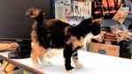 Calico Girl - Domestic Medium Hair Cat