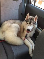 Husky For Adoption - Siberian Husky Dog