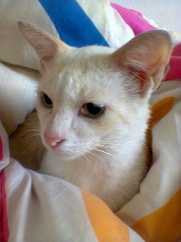 Moshi &amp; Luxie - Domestic Medium Hair + Domestic Short Hair Cat