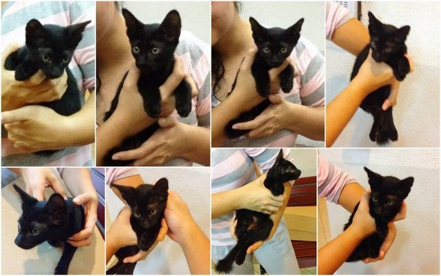 Leo The Black Kitten Needs A Home  - Domestic Short Hair + Domestic Medium Hair Cat