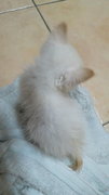 Rabbit - Domestic Medium Hair Cat