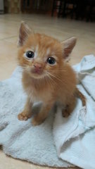 Oren - Tabby + Domestic Short Hair Cat