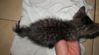 Stripes - Tabby + Domestic Short Hair Cat