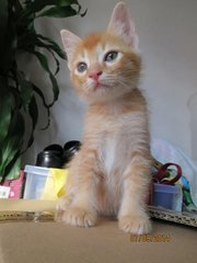 Aura &amp; Solar - Domestic Short Hair Cat