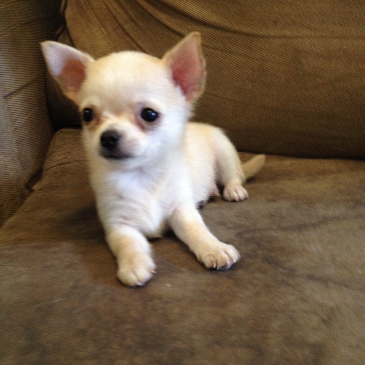 Chihuahua Puppy Sold 6 Years 8 Months, Cute Male