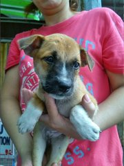 Basenji Mixed - Basenji Mix Dog