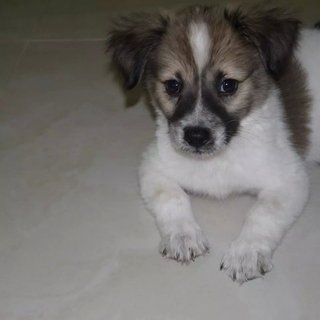 Pinky ( Female , 2 Months) - Mixed Breed Dog