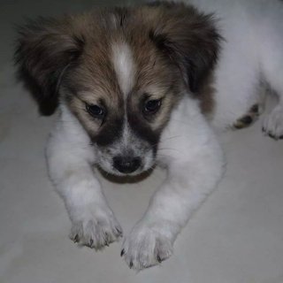 Pinky ( Female , 2 Months) - Mixed Breed Dog