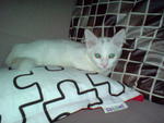 Jasmine - Turkish Angora Cat